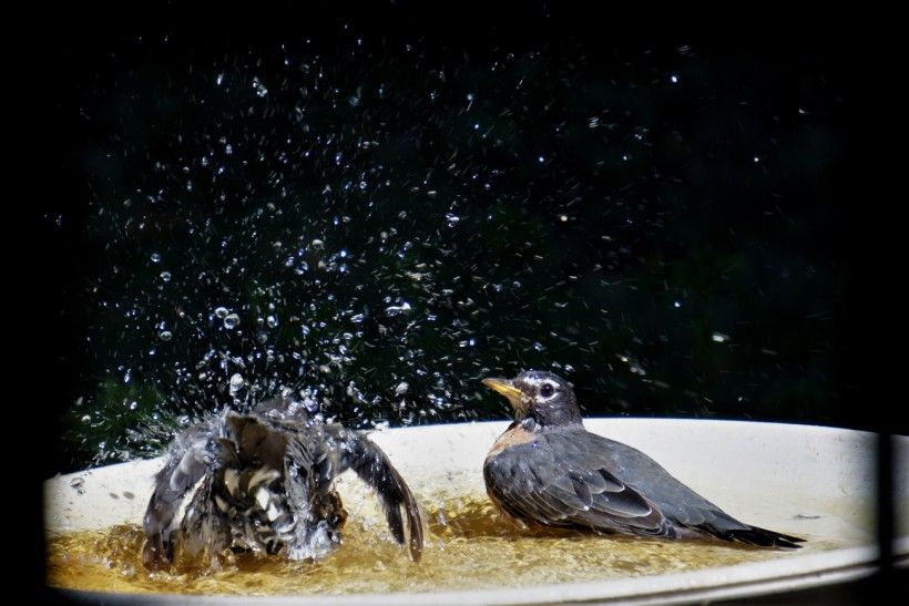 Why Birds Bathe Brandywine Conservancy and Museum of Art